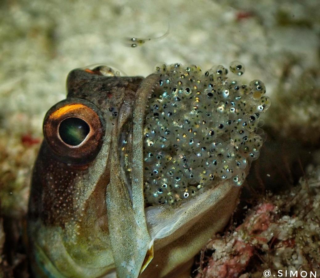 K2 Lembeh Dive Resort Bitung 外观 照片