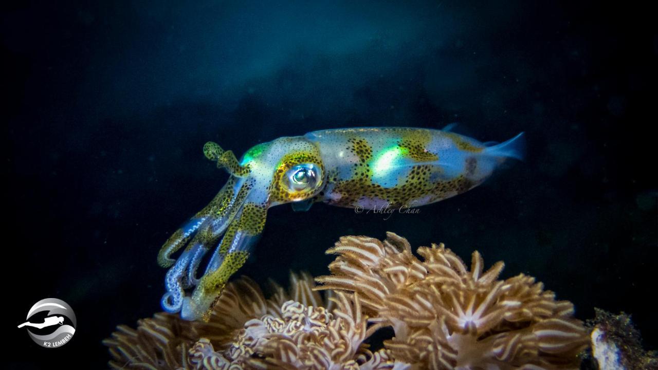 K2 Lembeh Dive Resort Bitung 外观 照片